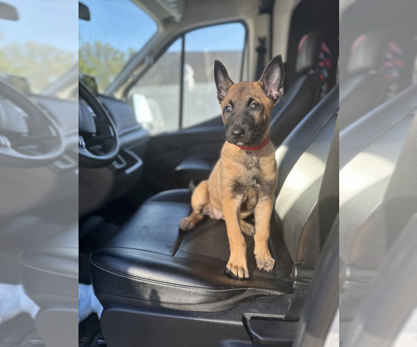 Medium Photo #2 Belgian Malinois Puppy For Sale in S CHARLESTON, WV, USA