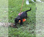 Small #1 Labrador Retriever