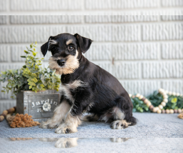 Medium Photo #1 Schnauzer (Miniature) Puppy For Sale in BALTIC, OH, USA