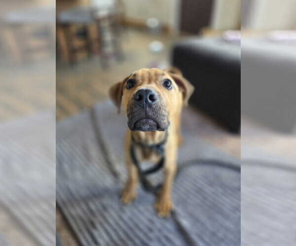 Medium Photo #1 Mutt Puppy For Sale in New London, WI, USA