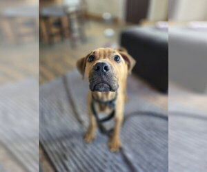 Mutt Dogs for adoption in New London, WI, USA