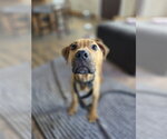 Stanley - Male Mutt Dog for Adoption - Small photo