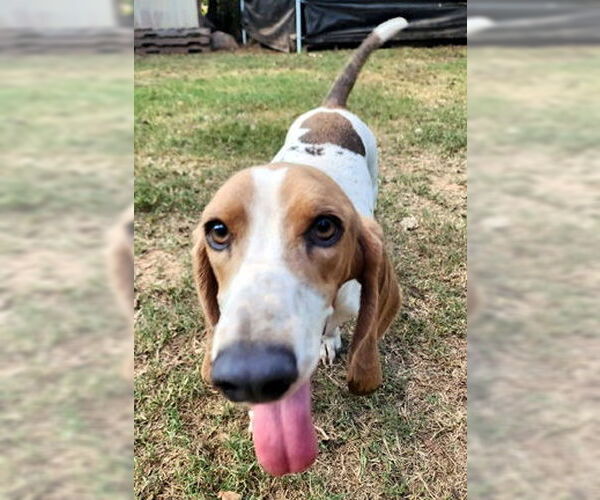 Medium Photo #2 Basset Hound Puppy For Sale in Deepwater, NJ, USA