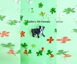 Small #1 Boston Terrier