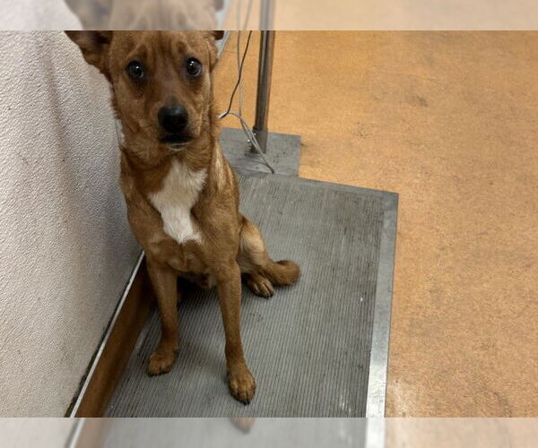 Medium Photo #1 Carolina Dog Puppy For Sale in Martinez, CA, USA