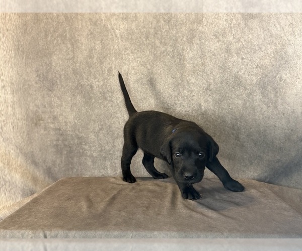Medium Photo #6 Labrador Retriever Puppy For Sale in WHITNEY, TX, USA