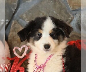 Australian Shepherd Puppy for Sale in WESTFIELD, Massachusetts USA