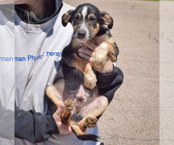 Medium Photo #4 Red Heeler-Unknown Mix Puppy For Sale in Huntley, IL, USA