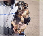 Small #3 Red Heeler Mix