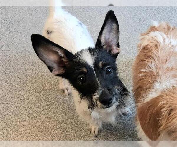 Medium Photo #1 Cairn Terrier-Dachshund Mix Puppy For Sale in Orange, CA, USA