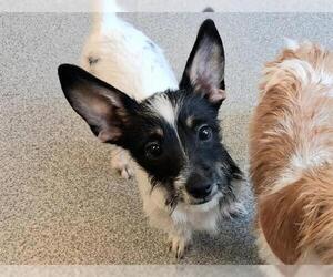 Cairn Terrier-Dachshund Mix Dogs for adoption in Orange, CA, USA