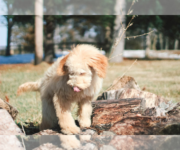 Medium Photo #25 Goldendoodle Puppy For Sale in CARLOCK, IL, USA