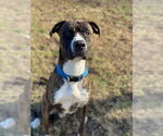 Small #8 American Pit Bull Terrier