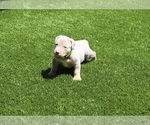 Puppy Puppy 7 Green American Bully