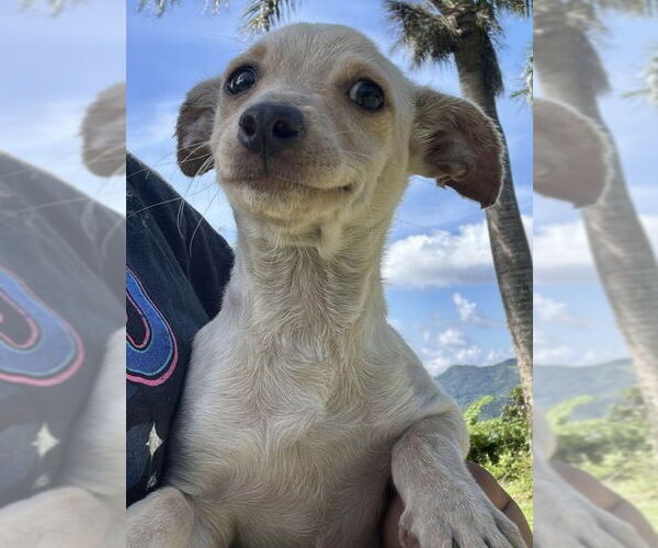 Medium Photo #1 Chihuahua-Unknown Mix Puppy For Sale in Jefferson, NJ, USA