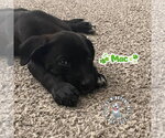 Small Mutt