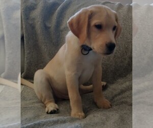 Labrador Retriever Puppy for sale in CALIENTE, CA, USA