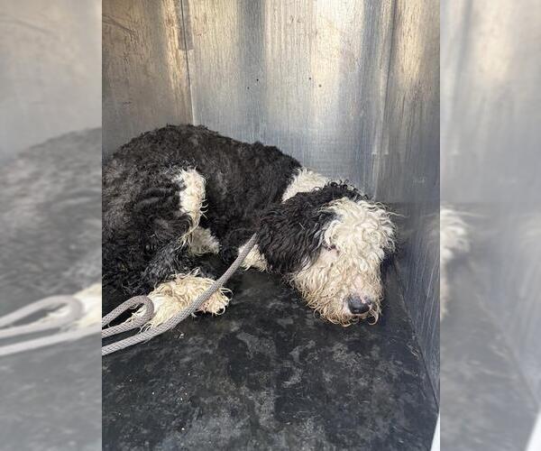 Medium Photo #1 Poodle (Standard)-Unknown Mix Puppy For Sale in West Valley, UT, USA
