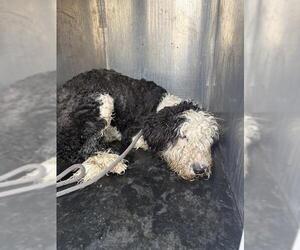 Poodle (Standard)-Unknown Mix Dogs for adoption in West Valley, UT, USA
