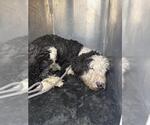 Small Poodle (Standard) Mix