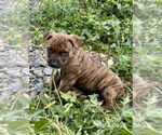 Small #2 American Bandogge mastiff