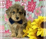 Small Photo #4 Pembroke Welsh Corgi-Poodle (Miniature) Mix Puppy For Sale in LANCASTER, PA, USA