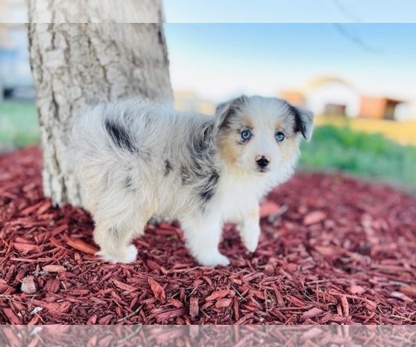 Medium Photo #1 Miniature Australian Shepherd Puppy For Sale in BLACK FOREST, CO, USA