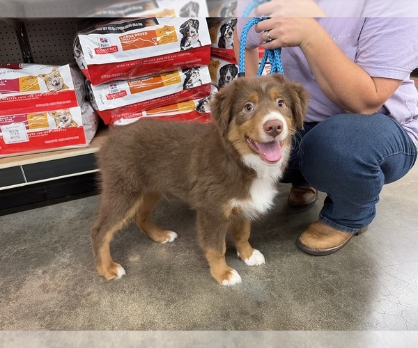 Medium Photo #1 Miniature American Shepherd Puppy For Sale in HURT, VA, USA