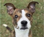 Small Basenji Mix