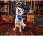 Small #6 Chihuahua-Chow Chow Mix