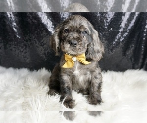 Medium Cocker Spaniel