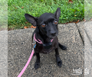 Sauce - Male Chihuahua-Unknown Mix Dog for Adoption - Photo #8