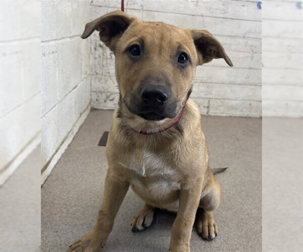 Medium Photo #1 German Shepherd Dog-Unknown Mix Puppy For Sale in San Bernardino, CA, USA