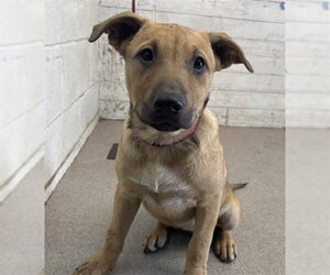 German Shepherd Dog-Unknown Mix Dogs for adoption in San Bernardino, CA, USA