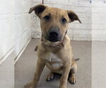Small German Shepherd Dog Mix