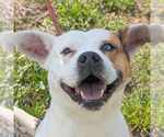 Small American Bulldog Mix