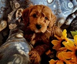 Puppy Shiloh Cavachon-Poodle (Miniature) Mix