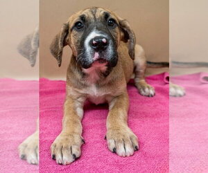Mutt Dogs for adoption in Canton, CT, USA