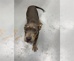American Pit Bull Terrier Dogs for adoption in Peoria, IL, USA