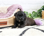 Small #4 Shih-Poo