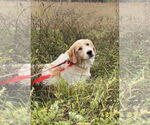 Small Photo #6 Great Pyrenees-Unknown Mix Puppy For Sale in Grafton, WI, USA