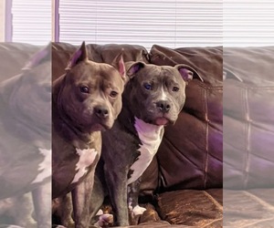 Father of the American Bully puppies born on 04/29/2021