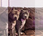 Small Photo #1 American Bully Puppy For Sale in RUTHERFORDTON, NC, USA