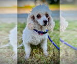 Small #2 Poodle (Toy)