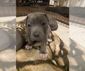 American Bully Puppy for sale in FREDERICKSBURG, VA, USA