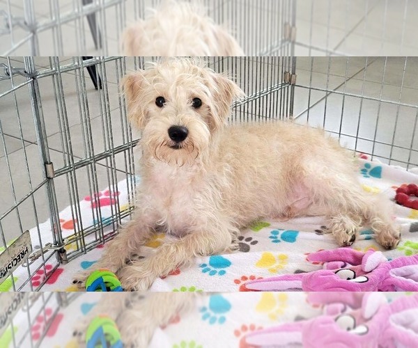 Medium Photo #7 Schnoodle (Miniature) Puppy For Sale in ORO VALLEY, AZ, USA