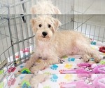 Small #6 Schnoodle (Miniature)