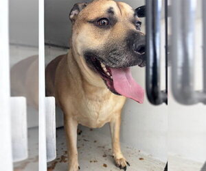 Labrador Retriever Dogs for adoption in Houston, TX, USA