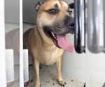 A663645 - Male Labrador Retriever Dog for Adoption - Small photo