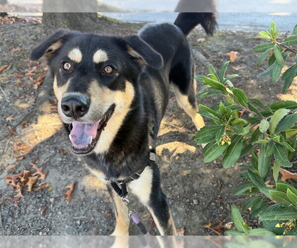 Medium Photo #1 Gerberian Shepsky Puppy For Sale in Santa Rosa, CA, USA
